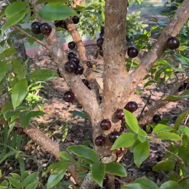 thumbnail for publication: Jaboticaba: A Unique Fruit Tree for Florida Home Gardeners